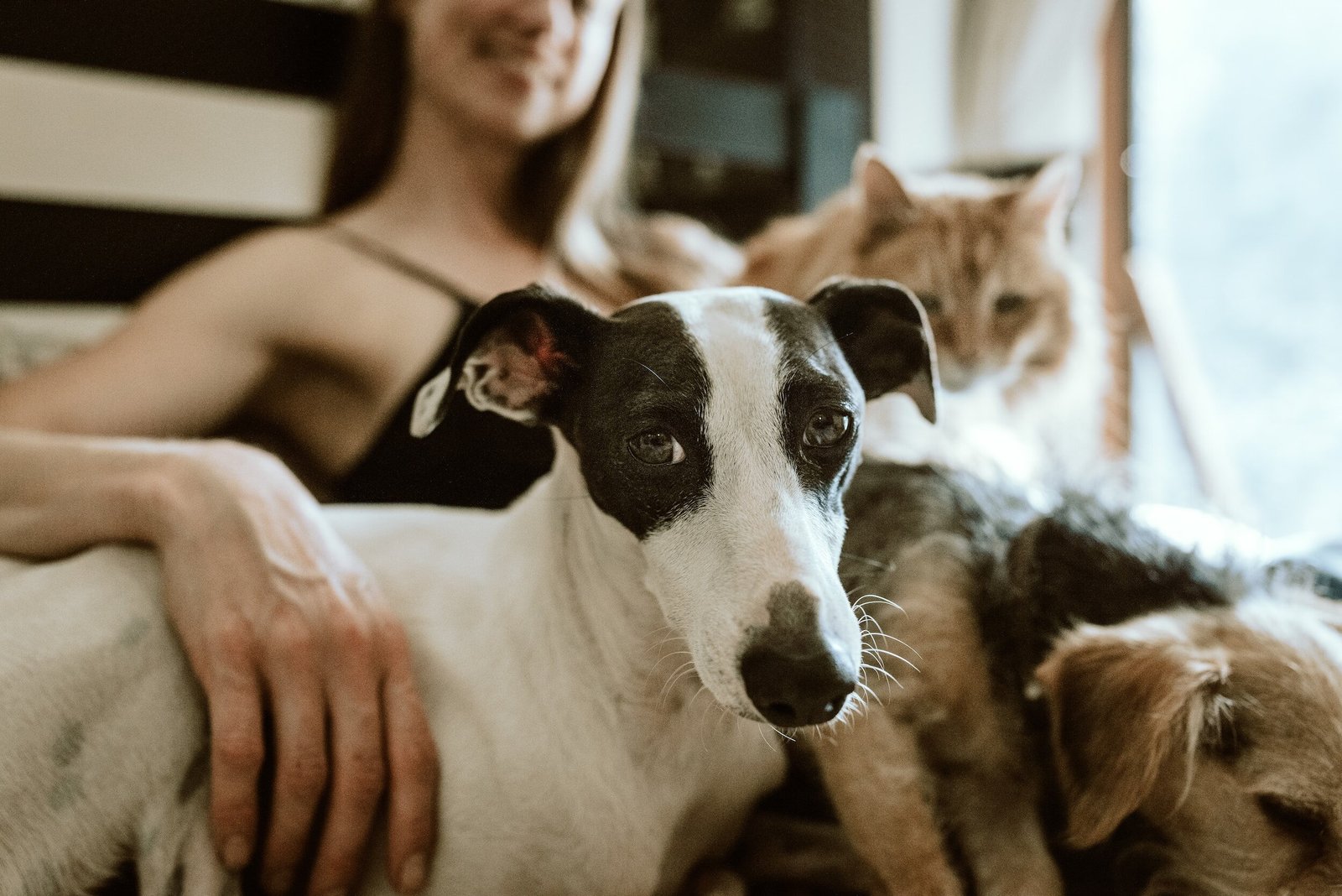 5 Ways Pets Help Us Work Through Anxiety