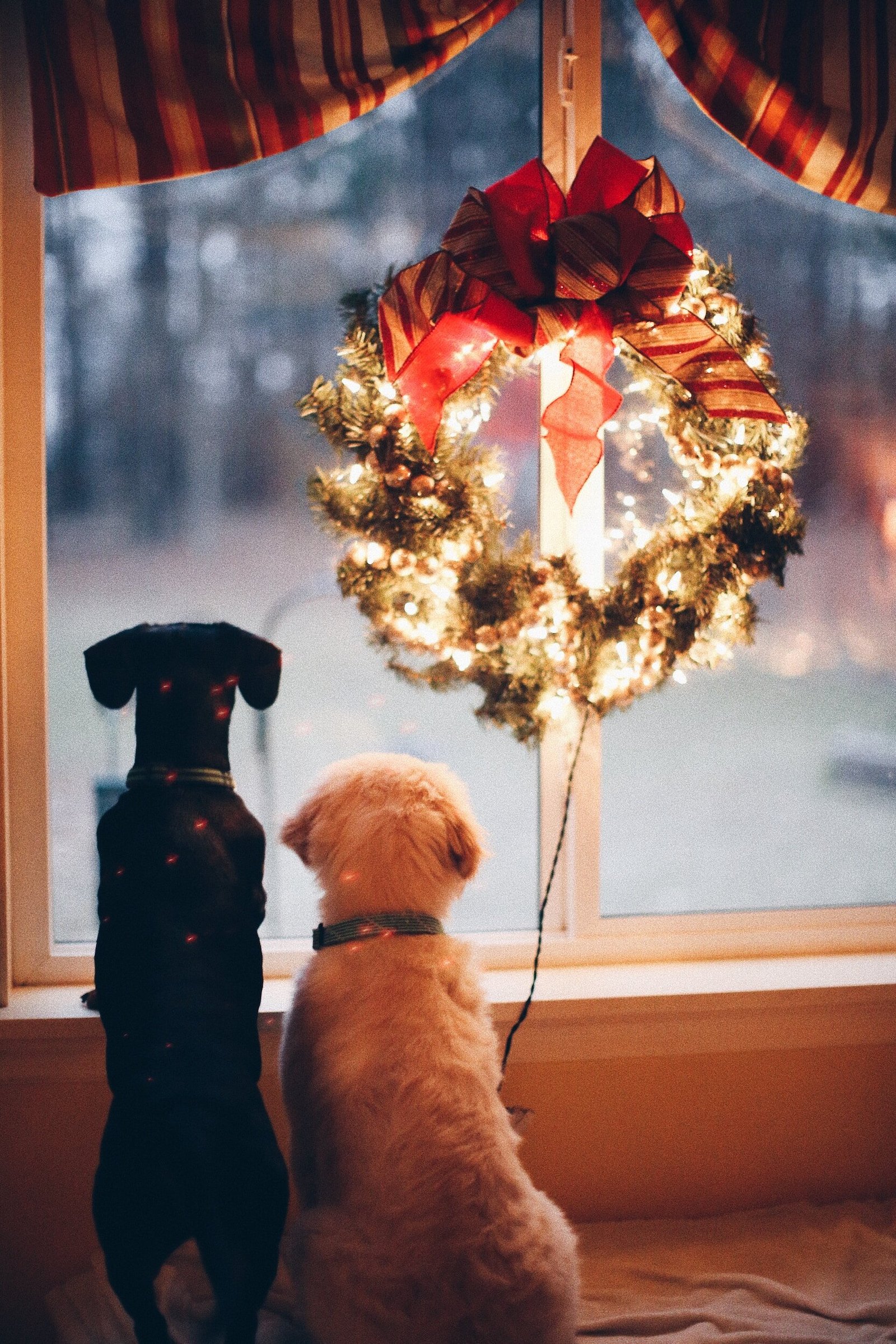 two dogs looking out a window with a lit up wreath next to them