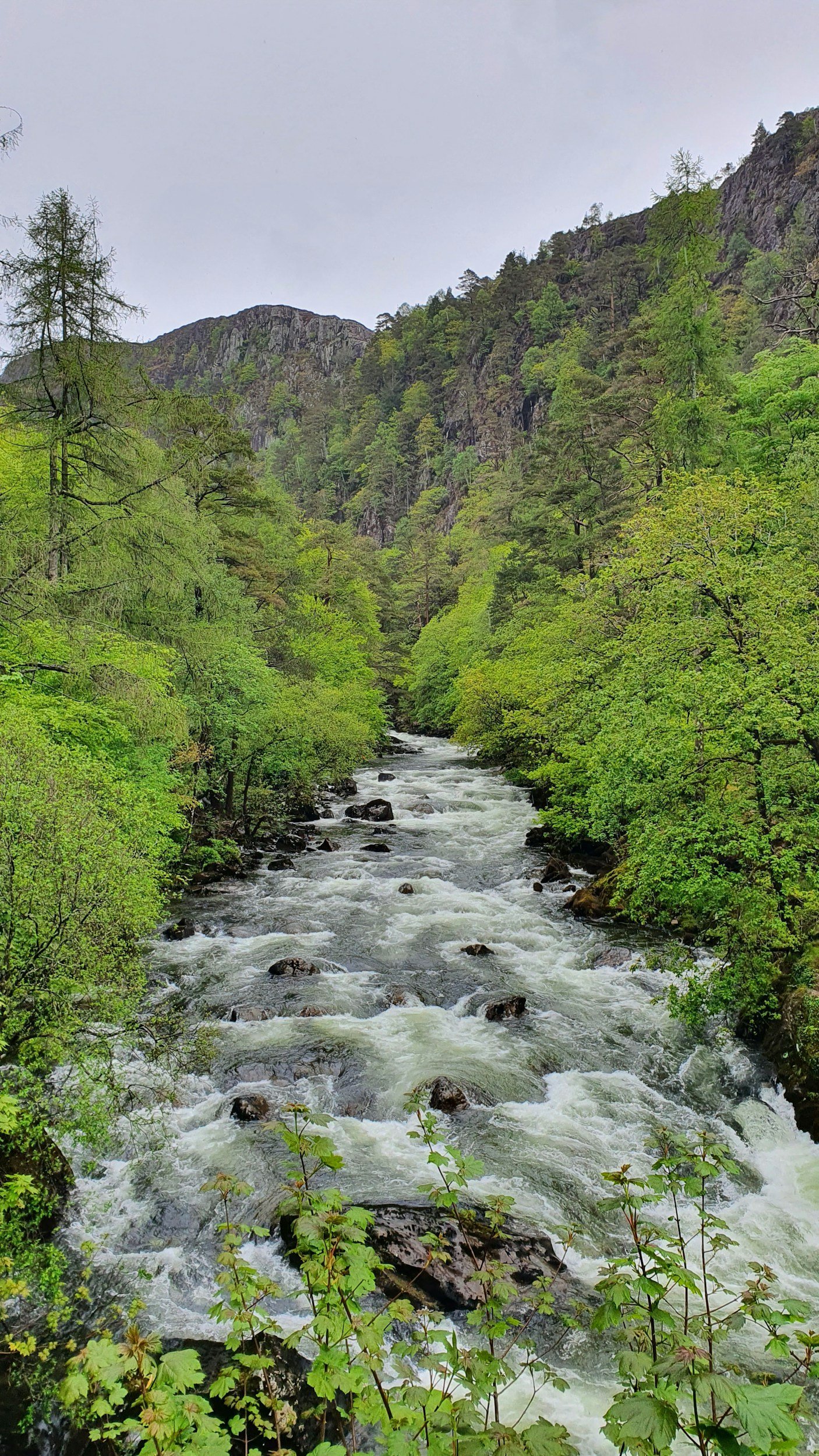 A river disappearing into the woods.